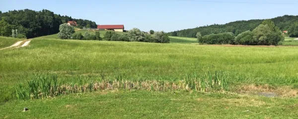Travnik, kamor se zliva dragocena slatina iz treh vrtin.

