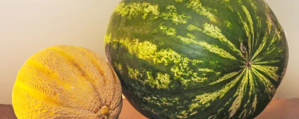 Melona in lubenica sta obenem hrana in pijača.