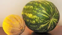 Melona in lubenica sta obenem hrana in pijača.