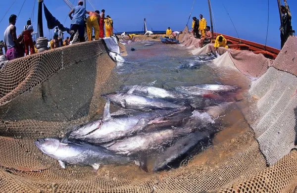 Modroplavuti tudi v mrežah sardinskih ribičev. Italijanski ribiči  
lahko na leto ulovijo 4700 ton tunov, slovenske kvote - če bi jih  
imeli - bi bile verjetno manjše od ene tone.