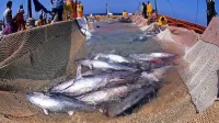 Modroplavuti tudi v mrežah sardinskih ribičev. Italijanski ribiči  
lahko na leto ulovijo 4700 ton tunov, slovenske kvote - če bi jih  
imeli - bi bile verjetno manjše od ene tone.