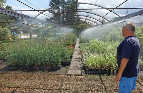 Pri Vrtnariji Kodrič so začeli pridelek pršiti z  vodo iz vodovoda. 