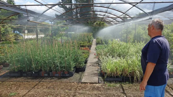 Pri Vrtnariji Kodrič so začeli pridelek pršiti z  vodo iz vodovoda. 