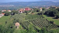 Pogled seže do Trsta, še lepši pa je razgled na bližnje vinograde in 
oljčnike.   