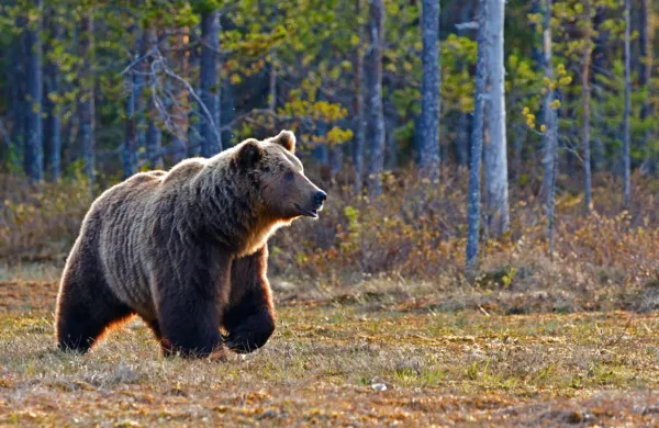 Ob gibanju v naravi naj bodo ljudje glasni, da se medvedka 
pravočasno umakne, posebej previdni pa naj bodo zvečer, ko so 
medvedje bolj aktivni, svetuje Peter Krma z Zavoda za gozdove 
Postojna.
