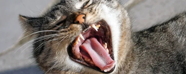 Tudi veterinarji pričakujemo spoštljiv odnos in razumevanje