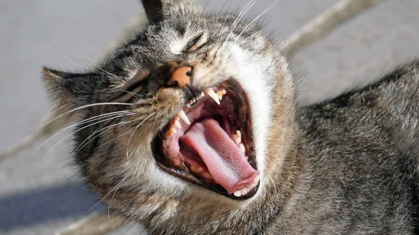 Tudi veterinarji pričakujemo spoštljiv odnos in razumevanje