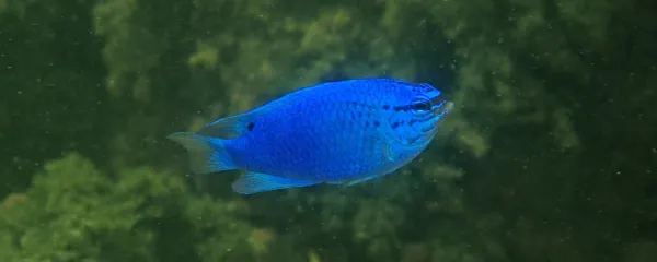 Modra gospica je tujerodni sorodnik črnika, ki ga je akvarist izpustil v Piranski zaliv. 