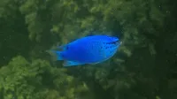 Modra gospica je tujerodni sorodnik črnika, ki ga je akvarist izpustil v Piranski zaliv. 