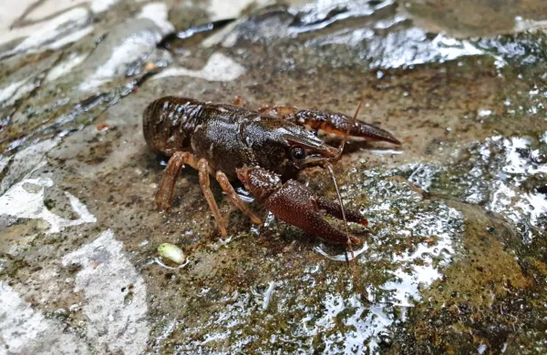 Bistriški ribiči so koščenca lani opazili v  Padežu.