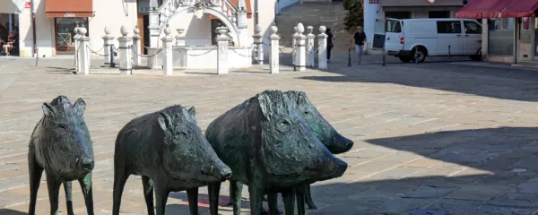   Divji prašiči Marijana Mirta so na  Prešernovem trgu   vzbudili precej 
pozornosti.  