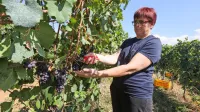 Trgatev se je začela, najprej je bilo na vrsti grozdje za peneča 
vina.