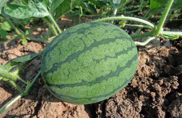 Lubenice so poskusno zasadili na tako imenovani občinski njivi v 
Vipavski dolini.  