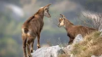  Dokumentarni film Divja Slovenija razkriva zanimive podrobnosti iz življenja živali, s katerimi si delimo planet. 
