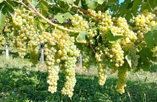 V kolekcijskem vinogradu so letos bogato obrodile tudi stare 
lokalne sorte. Na fotografiji  istrska kanarjola. 