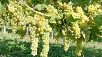 V kolekcijskem vinogradu so letos bogato obrodile tudi stare 
lokalne sorte. Na fotografiji  istrska kanarjola. 