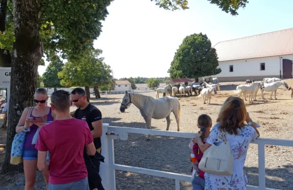 Lepo vreme je v Lipico privabilo veliko obiskovalcev.