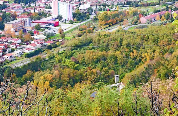 V soseski na Ladi bo morda več dreves