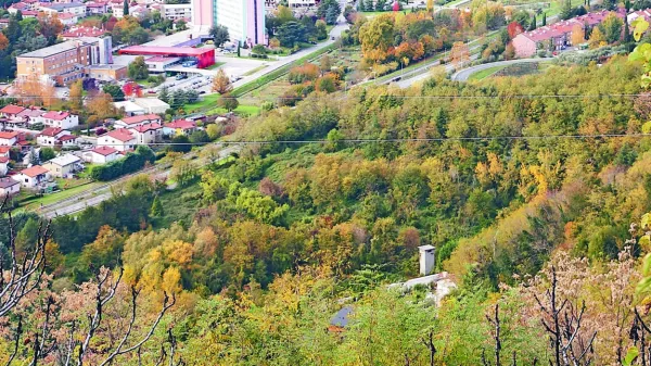 V soseski na Ladi bo morda več dreves