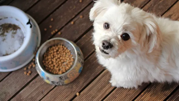 Sestava obroka mora biti prilagojena starosti živali in njenim 
potrebam, ki jih določajo različni dejavniki.