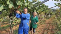 Grozdje je lepo, dvignilo je 90 sladkorja, sta v soboto povedala 
Mirjam in Bojan Žerjal iz Štorij. “Nekaj ga predelamo doma, nekaj 
smo ga odpeljali v zadrugo,” sta dodala.

 