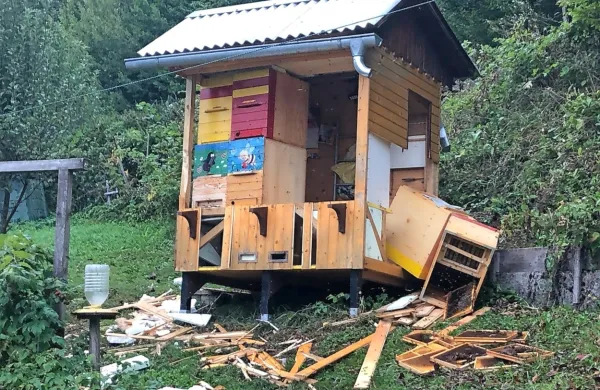 V noči na torek je medved v dveh predelih  na robu Idrije uničil dva čebelnjaka in pojedel med iz razbitih 
panjev. 