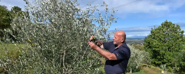 Drago Kosmač danes večino prostega časa preživi v  oljčniku nad 
svojo hišo v Renčah.