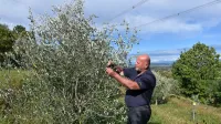 Drago Kosmač danes večino prostega časa preživi v  oljčniku nad 
svojo hišo v Renčah.
