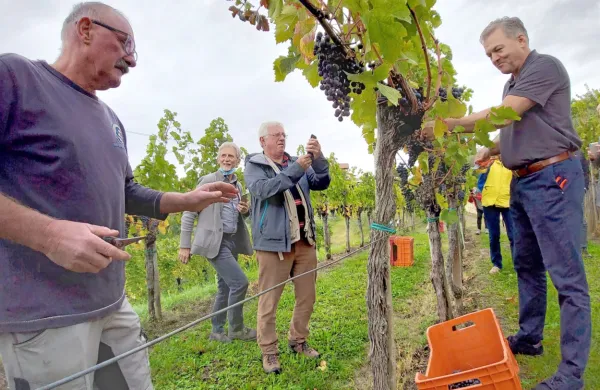 Silvan Peršolja (desno) z vinogradnikom Borisom Gorjanom  (levo) 
v vinogradu Vrh v Vipolžah, od koder prihaja izjemen merlot za 
letošnjo posebno polnitev. 