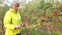 Mirjam Bratož ima v nasadu  približno 500 grmov šipka različnih sort.
