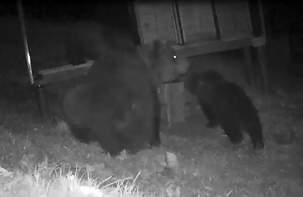 Kamera je ponoči posnela štiri medvede,  medvedko in tri manjše, 
ko so se vrnili ob že prej razdejan čebelnjak.