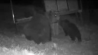 Kamera je ponoči posnela štiri medvede,  medvedko in tri manjše, 
ko so se vrnili ob že prej razdejan čebelnjak.