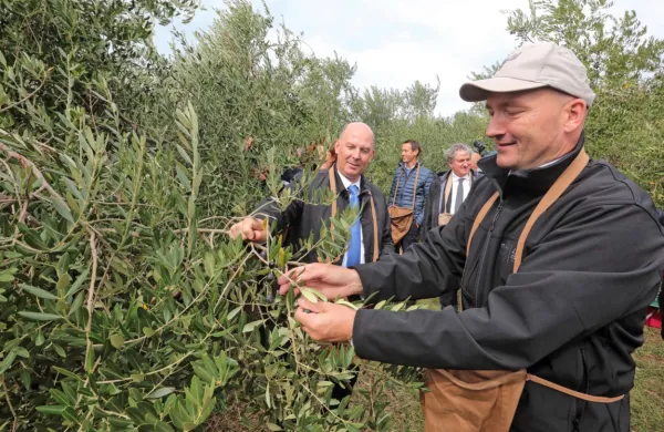 V imenitni družbi županov in predstavnikov diplomatskega zbora 
je bil prva “baliga” današnjega tradicionalnega obiranja Oljke 
županov, oljke zaupanja minister dr. Jože Podgoršek.