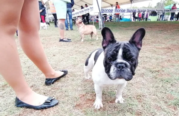 Francoski buldog je med najbolje zastopanimi pasmami na 
razstavi. 