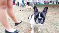 Francoski buldog je med najbolje zastopanimi pasmami na 
razstavi. 