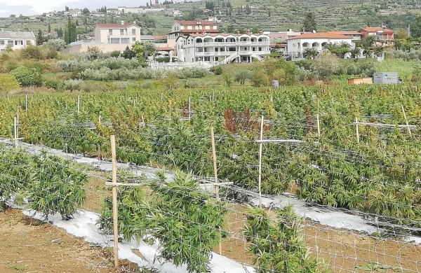 Nasad industrijske konoplje pod območjem Sečovelj, ki s svojim vonjem moti domačine.