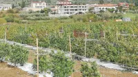 Nasad industrijske konoplje pod območjem Sečovelj, ki s svojim vonjem moti domačine.