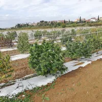 V Sečovljah s peticijo proti nasadu industrijske konoplje