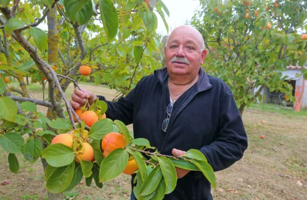 “To drevo obrodi najmanj 100 kilogramov kakija, letos pa jih je 
komaj kakšnih 20,” posledice spomladanske pozebe ponazori 
Gianfranco Giassi.