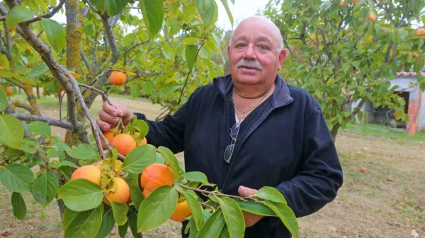 “To drevo obrodi najmanj 100 kilogramov kakija, letos pa jih je 
komaj kakšnih 20,” posledice spomladanske pozebe ponazori 
Gianfranco Giassi.