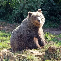 Hrane primanjkuje in zveri se borijo za preživetje, obnašanje 
medvedov, ki se vse bolj približujejo naseljenim območjem, 
modro sprejemajo domačini na Cerkljanskem. 