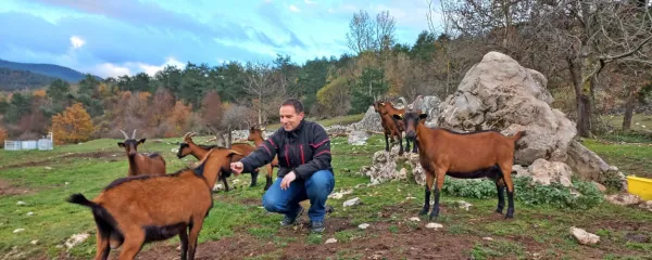 Na pašnikih v okolici kmetije Gregorja Slavca v Knežaku se pase 40 koz srnaste in drežniške pasme ter 20 glav cikastega goveda.  
