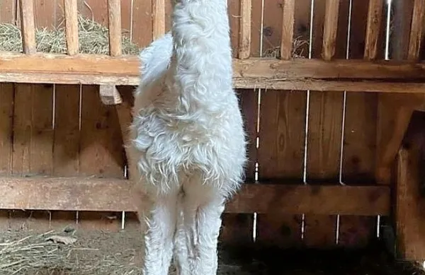 Za nekaj dni staro lamo še ne vedo, ali je samček ali samička.