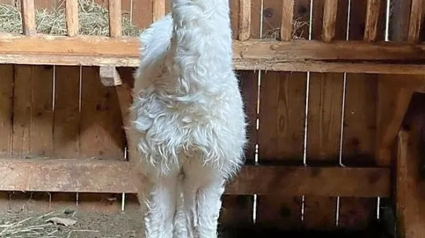 Za nekaj dni staro lamo še ne vedo, ali je samček ali samička.