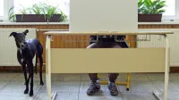 Utegne se zgoditi, da bomo prihodnje leto na volišču kar 
petkrat.