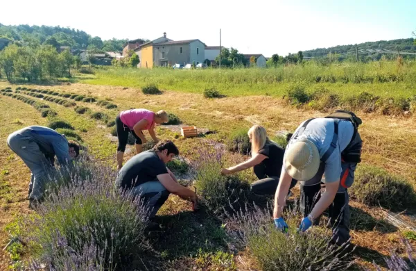 V zavodu Bodika obdelujejo veliko njivo zelišč, del jih Mateja Marc 
predela v mila in kreme. 