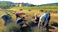 V zavodu Bodika obdelujejo veliko njivo zelišč, del jih Mateja Marc 
predela v mila in kreme. 
