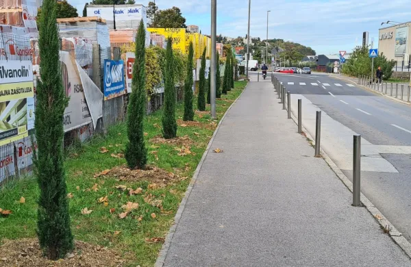 Na Ulici 15. maja nasproti trgovine Spar so posadili ciprese.