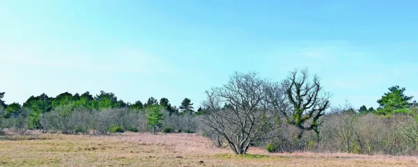 Na Krasu so zemljišča agrarnih skupnosti v veliko primerih gmajne 
in nerodovitne površine, a v preteklosti so je vsak košček zemlje 
izkazal za pomembnega. Bo tako tudi v prihodnosti?