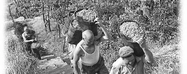 Na pobočjih okrog Proseka  raste grozdje, iz katerega že stoletja na 
tradicionalen način pridelujejo penečega prosekarja.